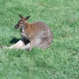 Bőszénfai Szarvasfarm, Bőszénfa - 