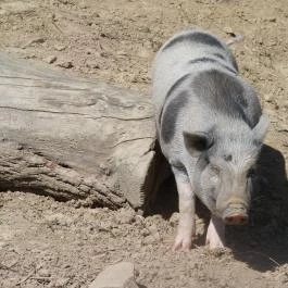 Bőszénfai Szarvasfarm, Bőszénfa - 