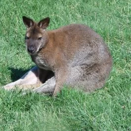 Bőszénfai Szarvasfarm, Bőszénfa - 