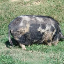 Bőszénfai Szarvasfarm, Bőszénfa - 