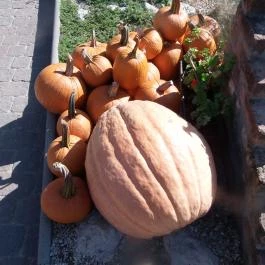 Bőszénfai Szarvasfarm, Bőszénfa - 