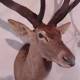 Bőszénfai Szarvasfarm, Bőszénfa - 