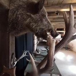 Bőszénfai Szarvasfarm, Bőszénfa - 