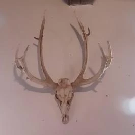 Bőszénfai Szarvasfarm, Bőszénfa - 