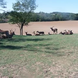 Bőszénfai Szarvasfarm, Bőszénfa - 