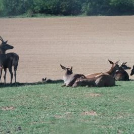 Bőszénfai Szarvasfarm, Bőszénfa - 