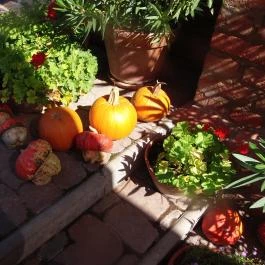 Bőszénfai Szarvasfarm, Bőszénfa - 