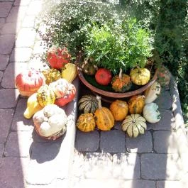 Bőszénfai Szarvasfarm, Bőszénfa - 