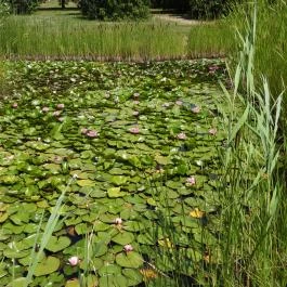 Budai Arborétum Budapest - Külső kép