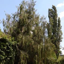 Budai Arborétum Budapest - Külső kép