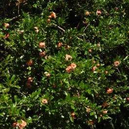 Budai Arborétum Budapest - Külső kép