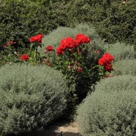 Budai Arborétum Budapest - Külső kép