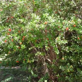 Budai Arborétum Budapest - Külső kép