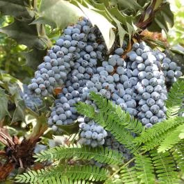 Budai Arborétum Budapest - Külső kép