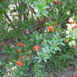Budai Arborétum Budapest - Külső kép