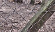 Budakeszi Vadaspark, Budakeszi