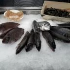 Budaörsi Halpiac Dokk Büfé Budaörs - Étel/ital