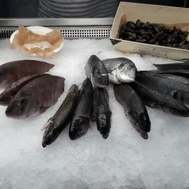 Budaörsi Halpiac Dokk Büfé Budaörs - Étel/ital