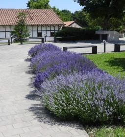 Aquincumi Múzeum és Régészeti Park