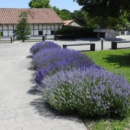Aquincumi Múzeum és Régészeti Park Budapest - Külső kép