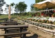 Budavári Liget Óbudavár