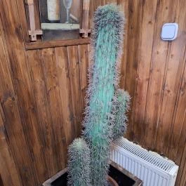 Buffalo Steak House Budapest - Egyéb