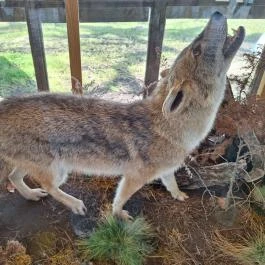 Bugaci Pásztormúzeum Bugac - Egyéb