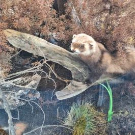 Bugaci Pásztormúzeum Bugac - Egyéb