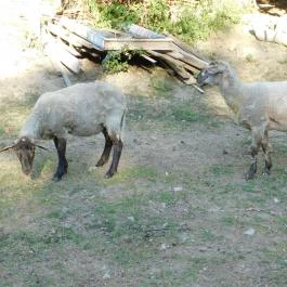 Bugaszegi Köztársaság Balatonboglár - Egyéb