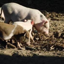 Bugaszegi Köztársaság Balatonboglár - Egyéb