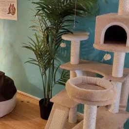 Cat Museum Budapest, Budapest - Belső