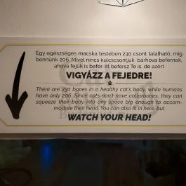 Cat Museum Budapest, Budapest - Egyéb