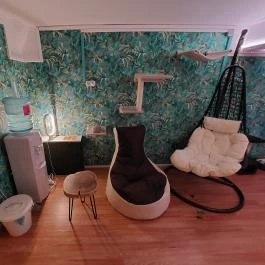 Cat Museum Budapest, Budapest - Belső