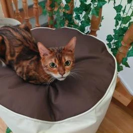 Cat Museum Budapest, Budapest - Egyéb