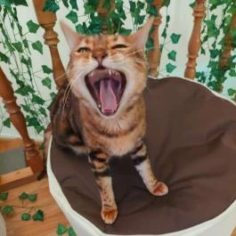 Cat Museum Budapest, Budapest - Egyéb