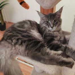 Cat Museum Budapest, Budapest - Egyéb