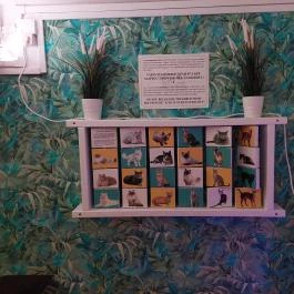 Cat Museum Budapest, Budapest - Egyéb