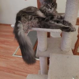 Cat Museum Budapest, Budapest - Egyéb