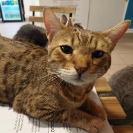 Cat Museum Budapest, Budapest - Egyéb