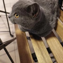 Cat Museum Budapest, Budapest - Egyéb