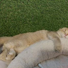 Cat Museum Budapest, Budapest - Egyéb