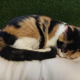 Cat Museum Budapest, Budapest - Egyéb