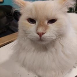 Cat Museum Budapest, Budapest - Egyéb