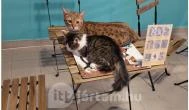 Cat Museum Budapest Budapest - Egyéb