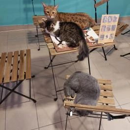 Cat Museum Budapest, Budapest - Egyéb
