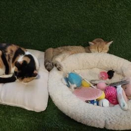 Cat Museum Budapest, Budapest - Egyéb