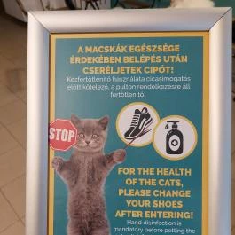 Cat Museum Budapest, Budapest - Egyéb