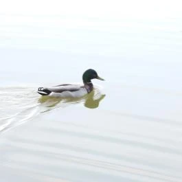 Cseke-tó, Tata - Egyéb