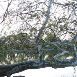 Cseke-tó, Tata - Egyéb