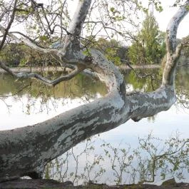 Cseke-tó, Tata - Egyéb